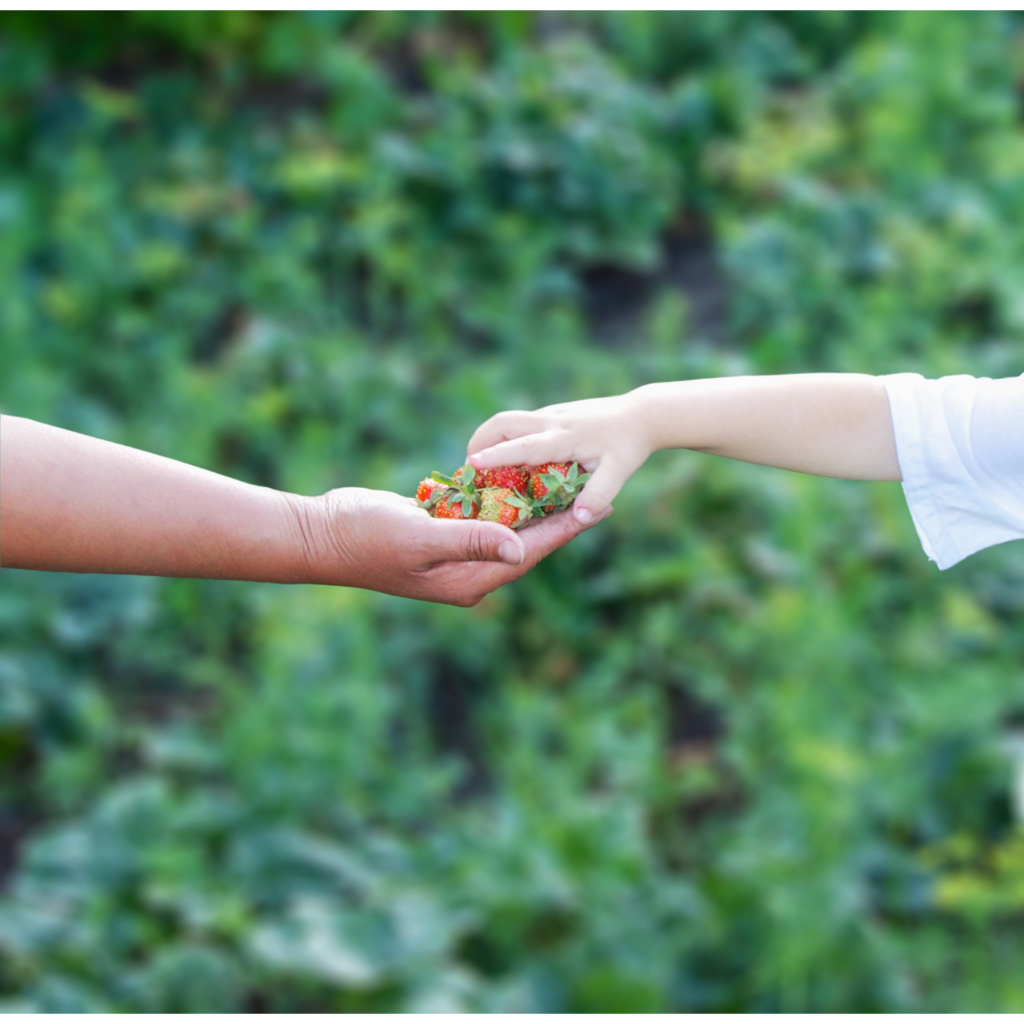 Two hands sharing strawberries.