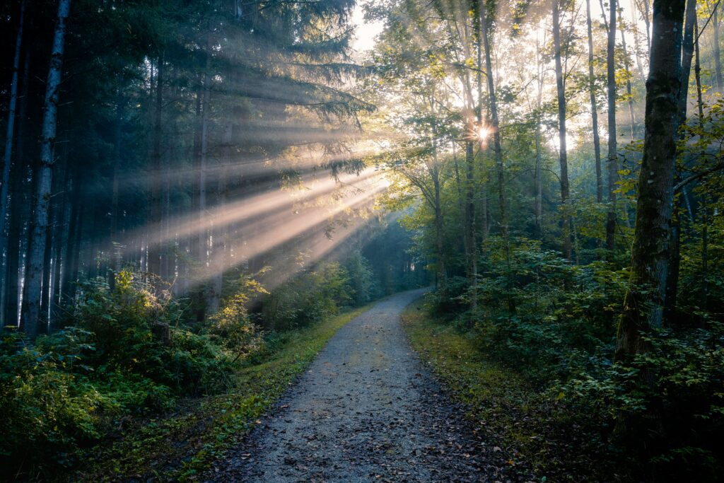 road in the forest